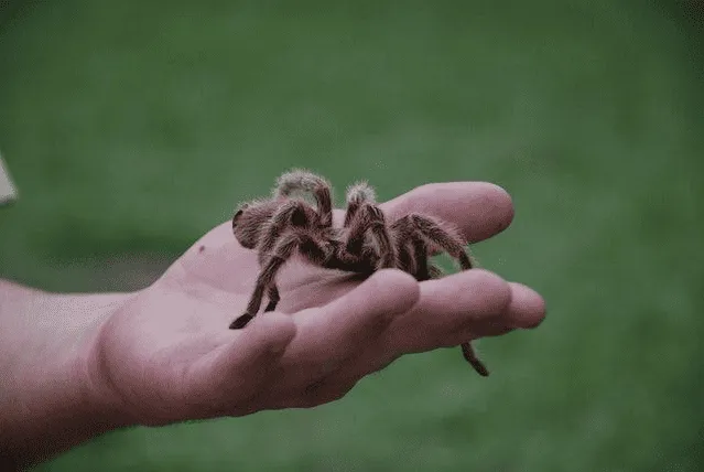 17133 tarantula burrow