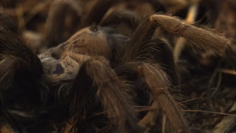 17133 tarantula defensive pose