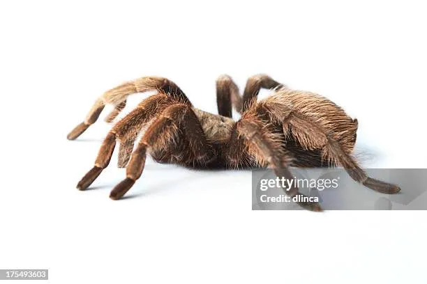 /img/17133-tarantula-habitat.webp