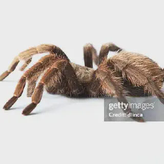 /img/17133-tarantula-habitat.webp