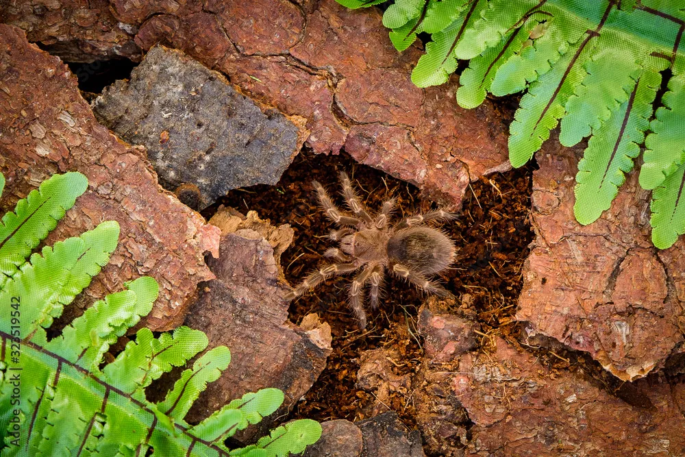 17133 tarantula hunting