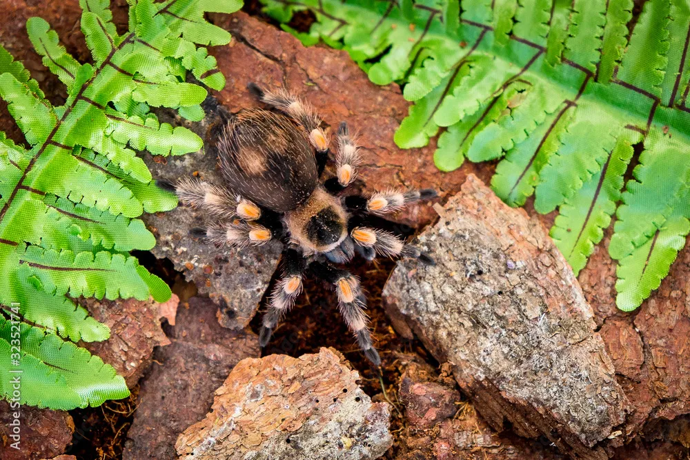 17133 tarantula molting