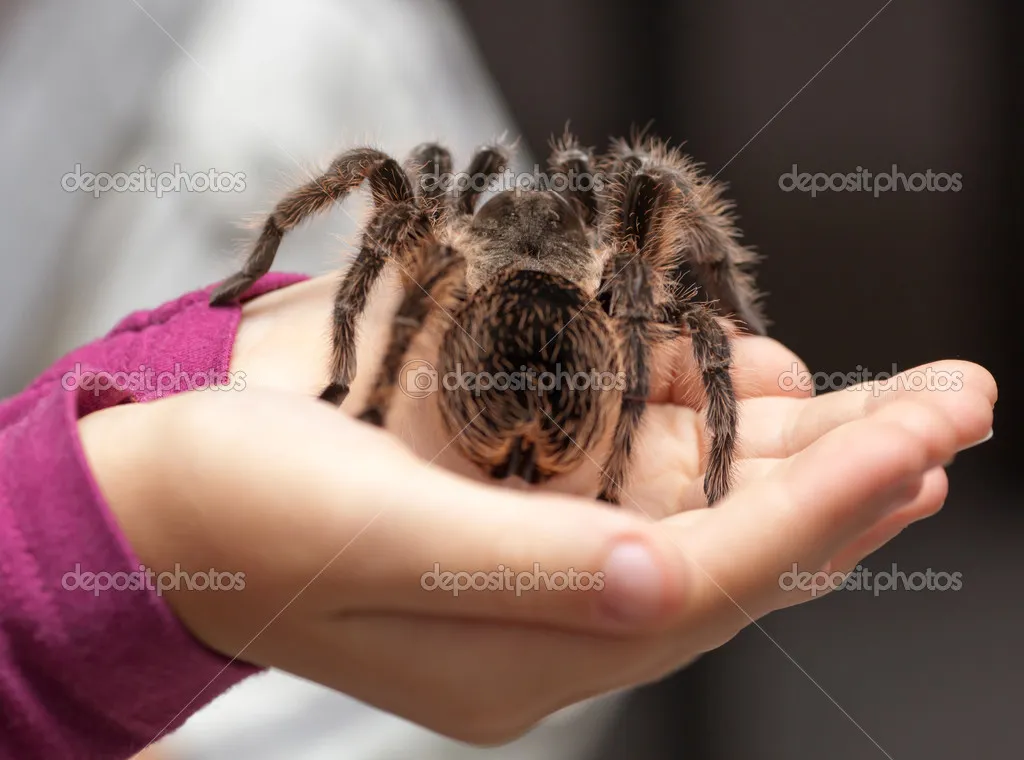 17133 tarantula walking