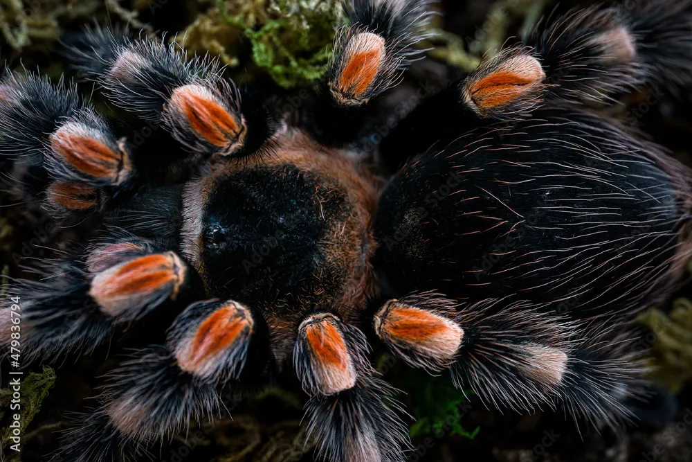 /img/17134-healthy-mexican-rose-tarantula.webp