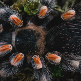 /img/17134-healthy-mexican-rose-tarantula.webp