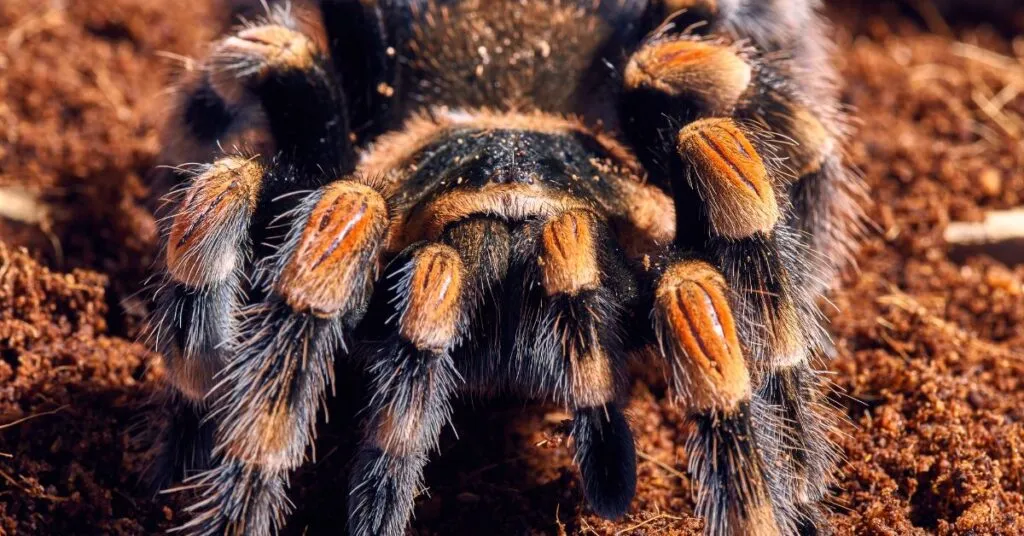 17134 mexican rose tarantula feeding