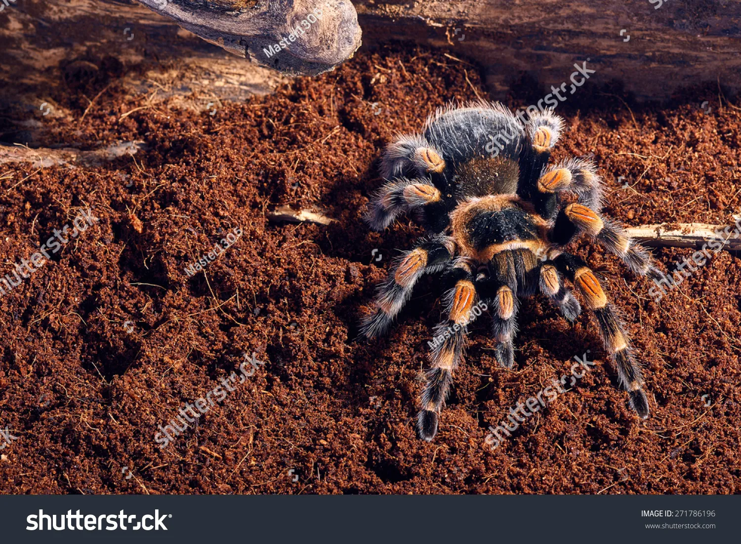 17134 tarantula handling safety