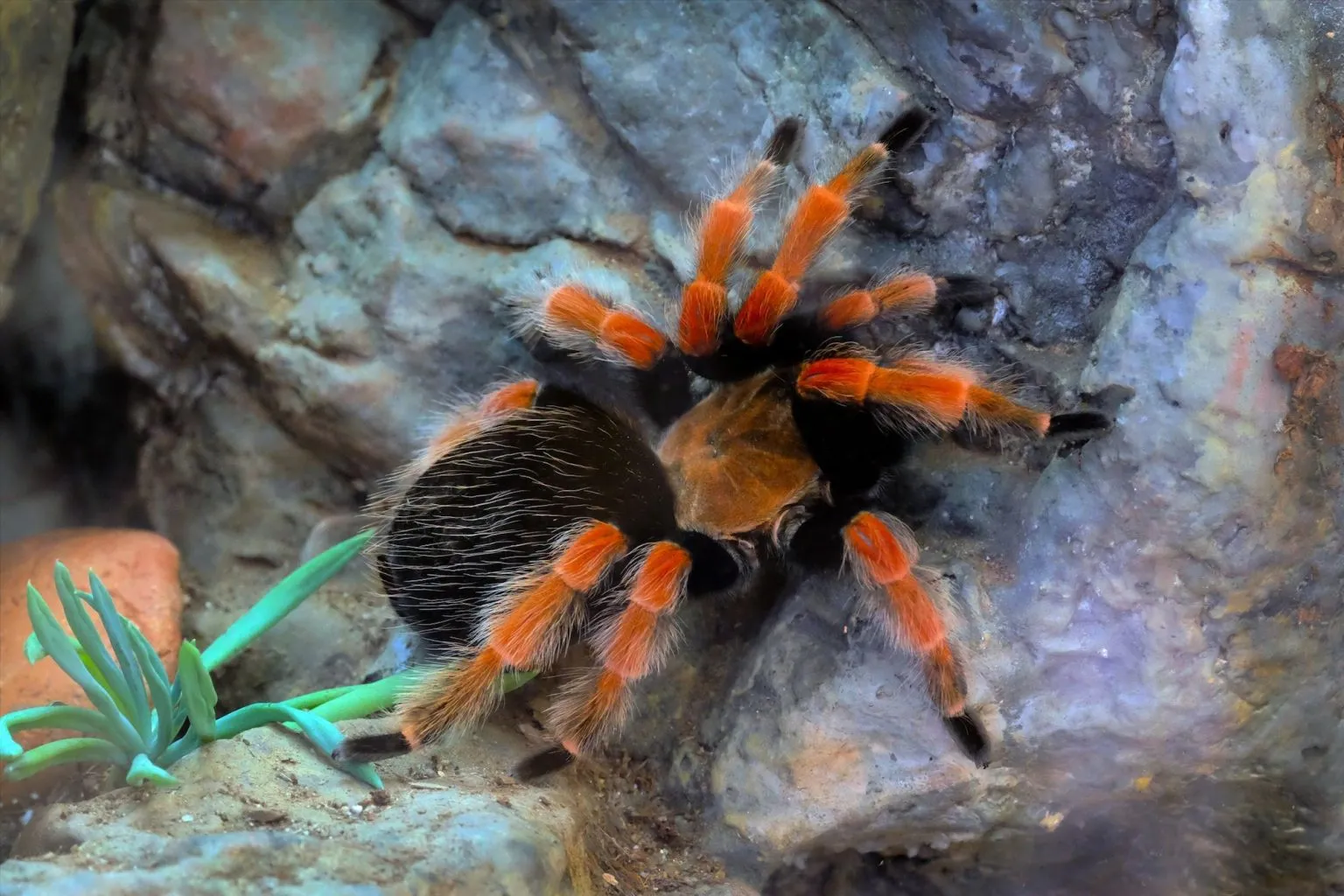 17134 tarantula water dish
