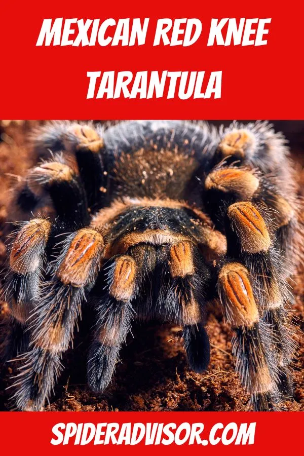 17135 tarantula abdomen