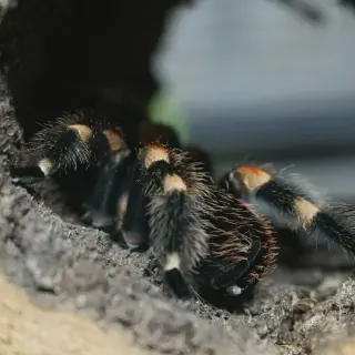 /img/17135-tarantula-molting.webp