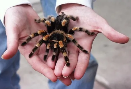 17136 tarantula feeding