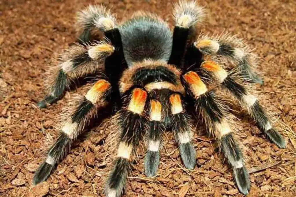 17136 tarantula in hand