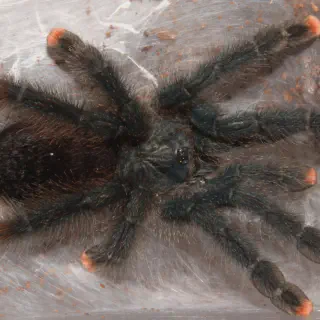 /img/17136-tarantula-leg.webp