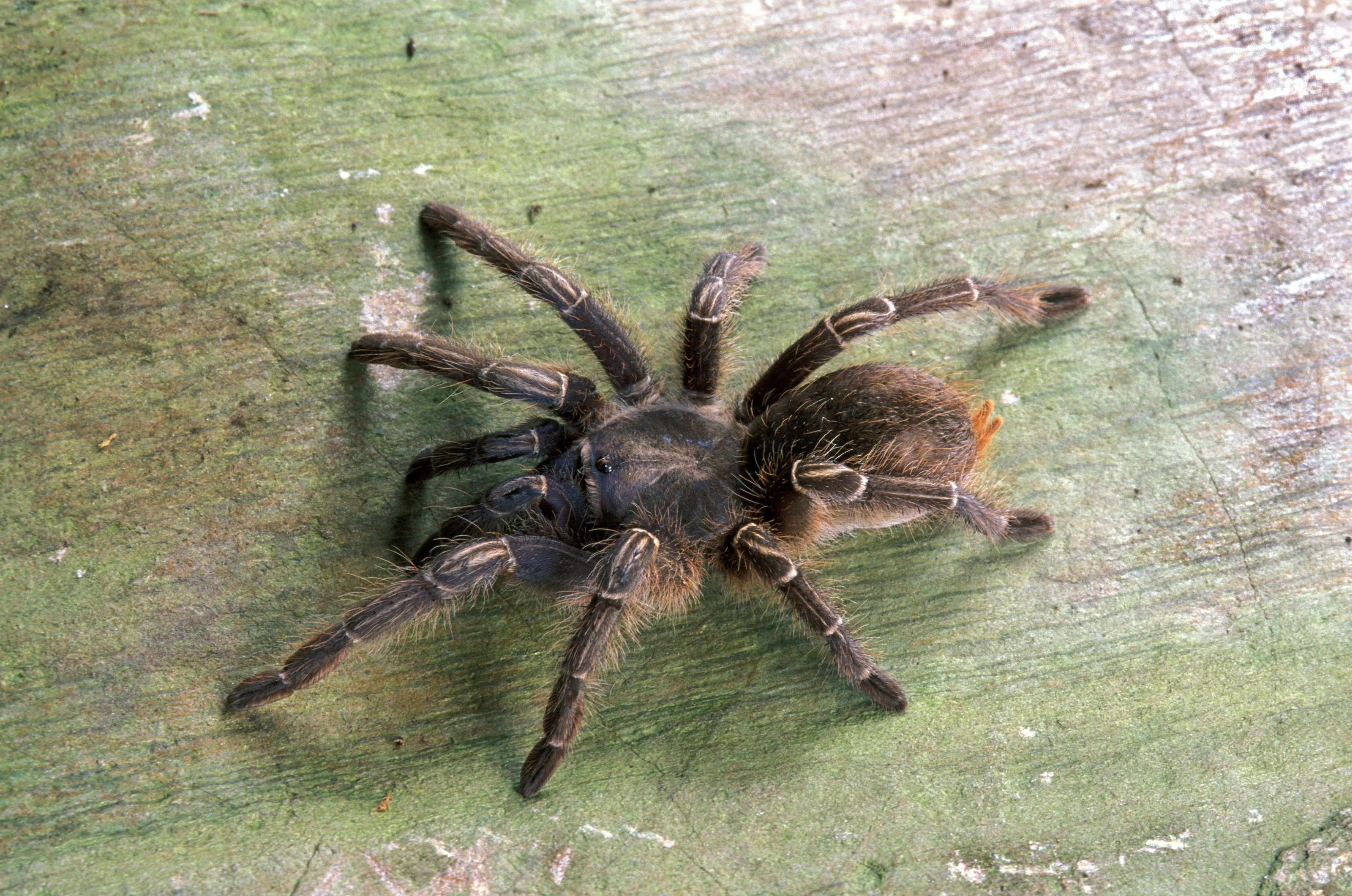 17136 tarantula species