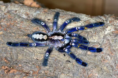 17137 gooty tarantula close up