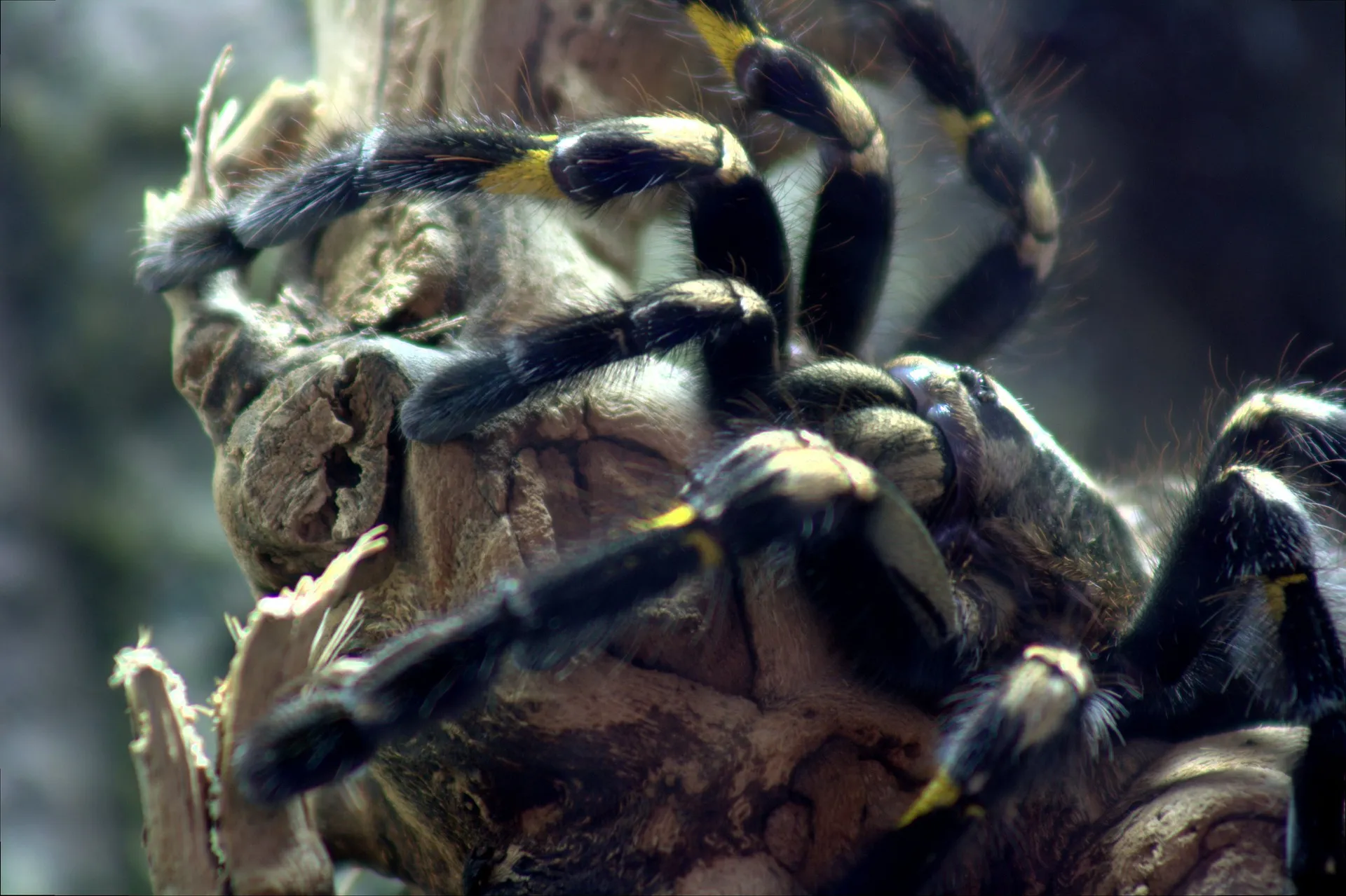 17137 gooty tarantula conservation