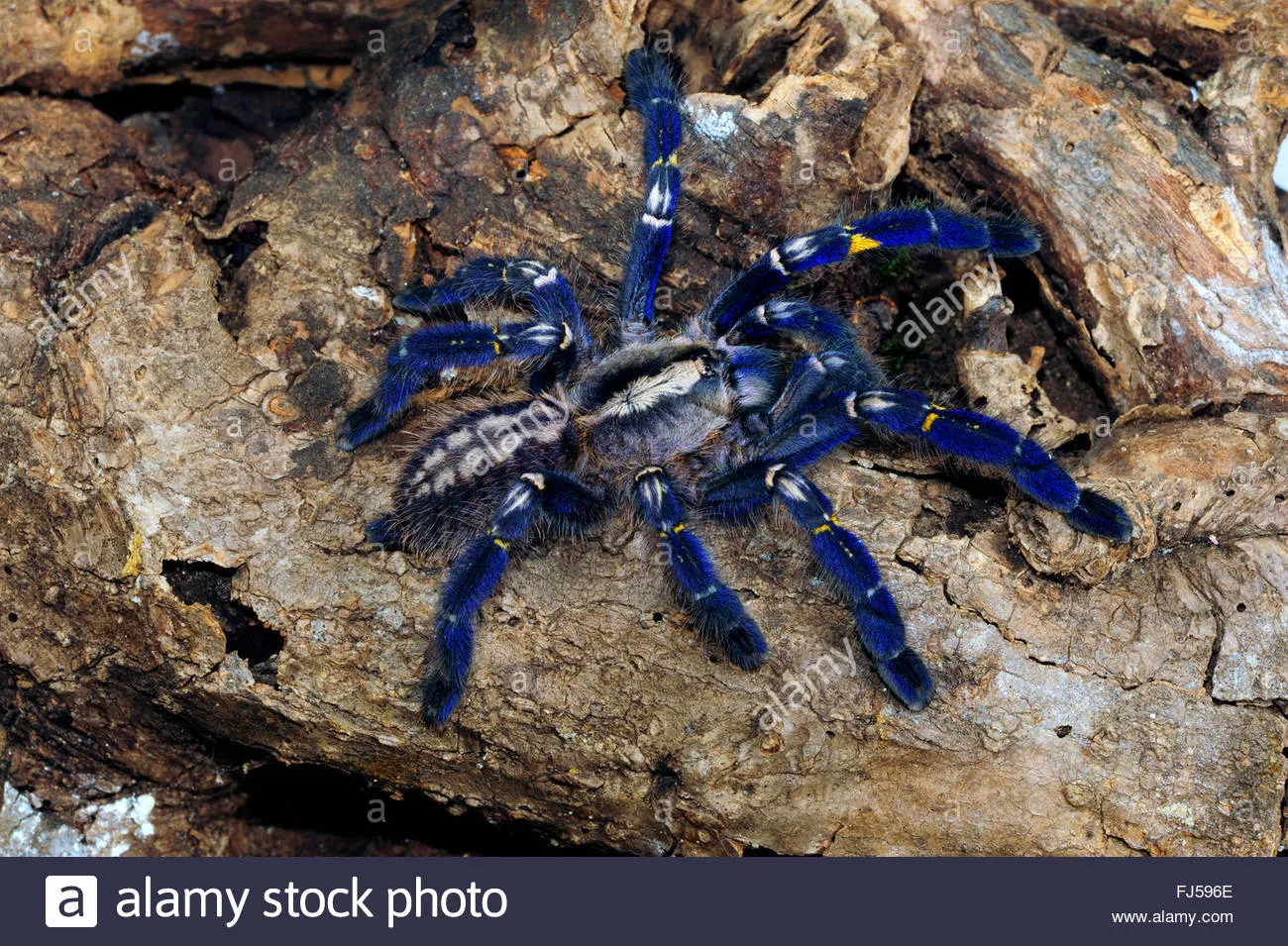 17137 gooty tarantula defensive