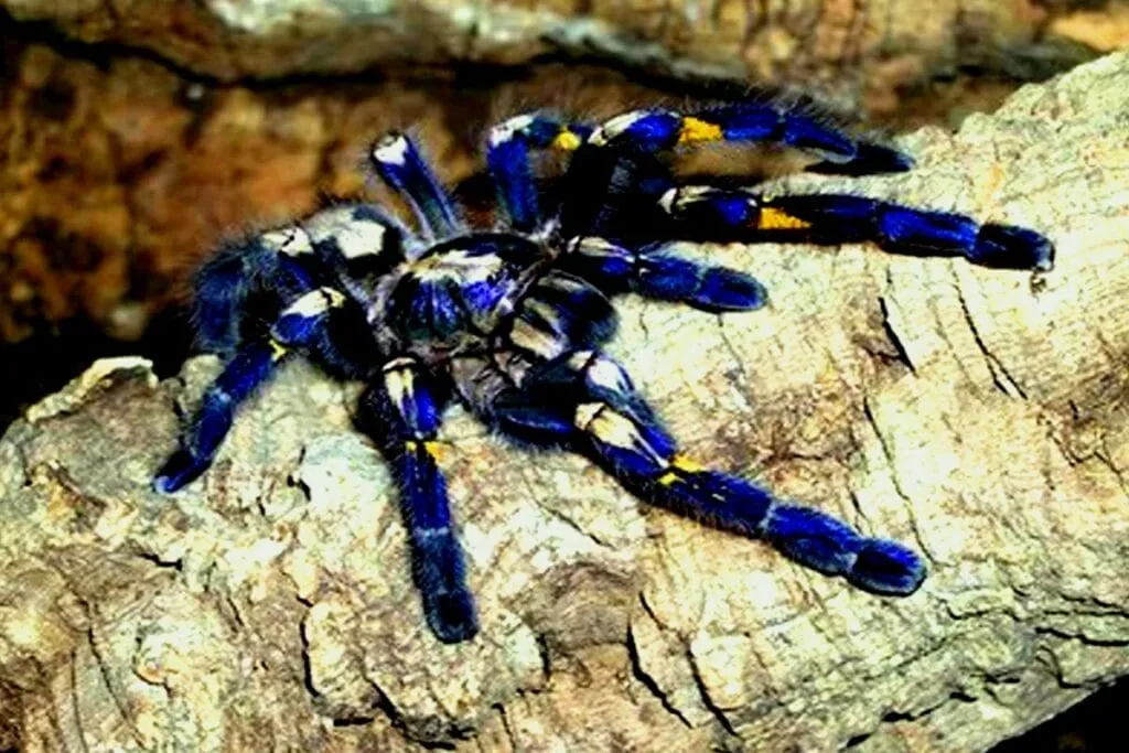 17137 gooty tarantula habitat