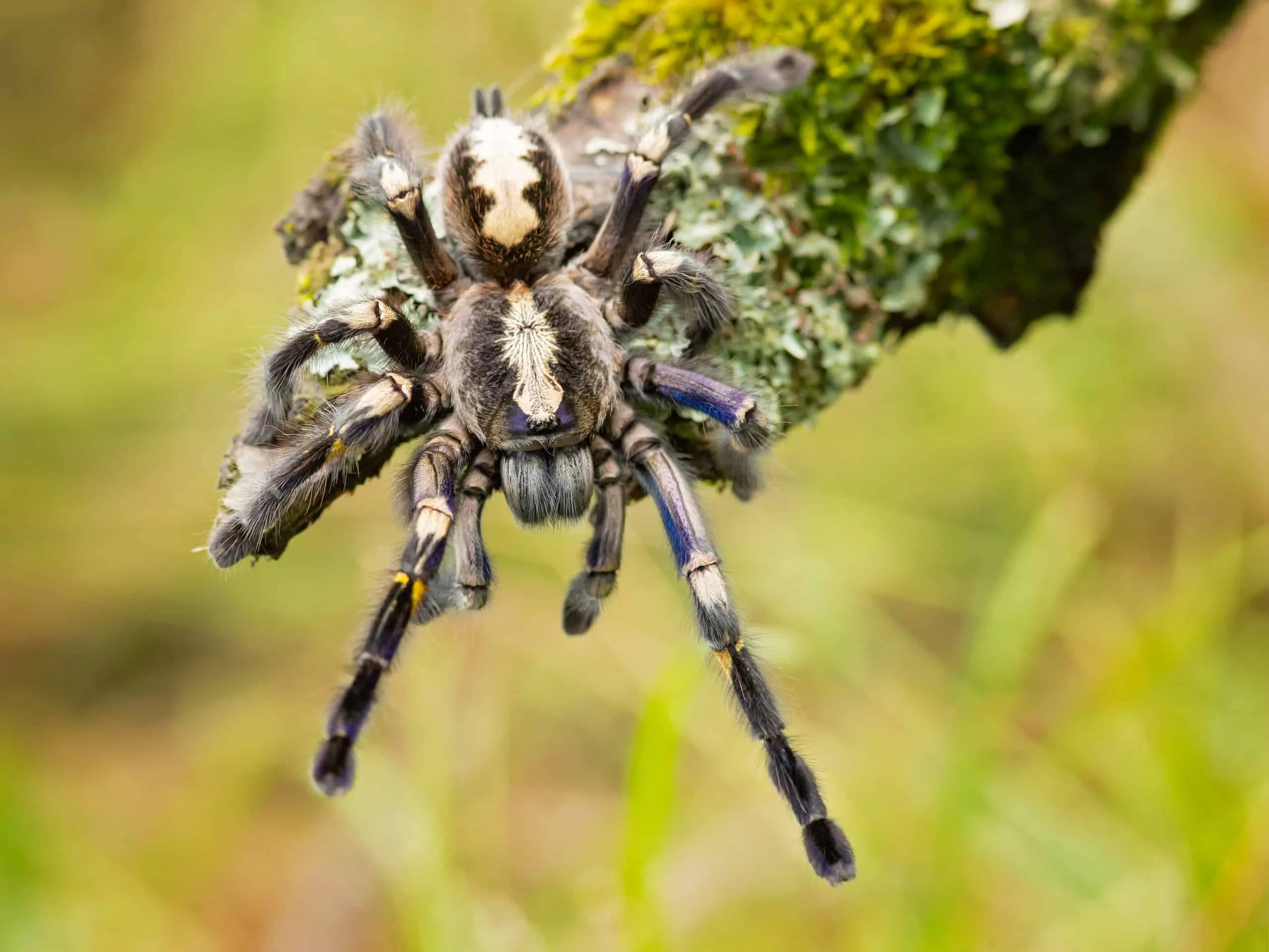 /img/17137-gooty-tarantula-map.webp