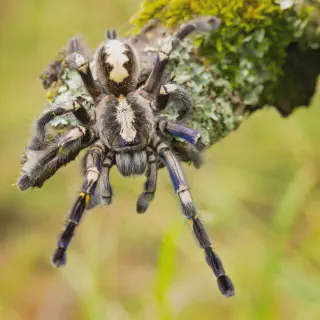 /img/17137-gooty-tarantula-map.webp