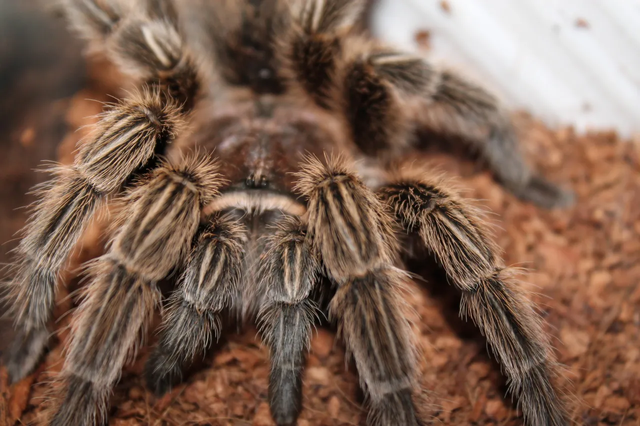 17138 arizona blonde tarantula