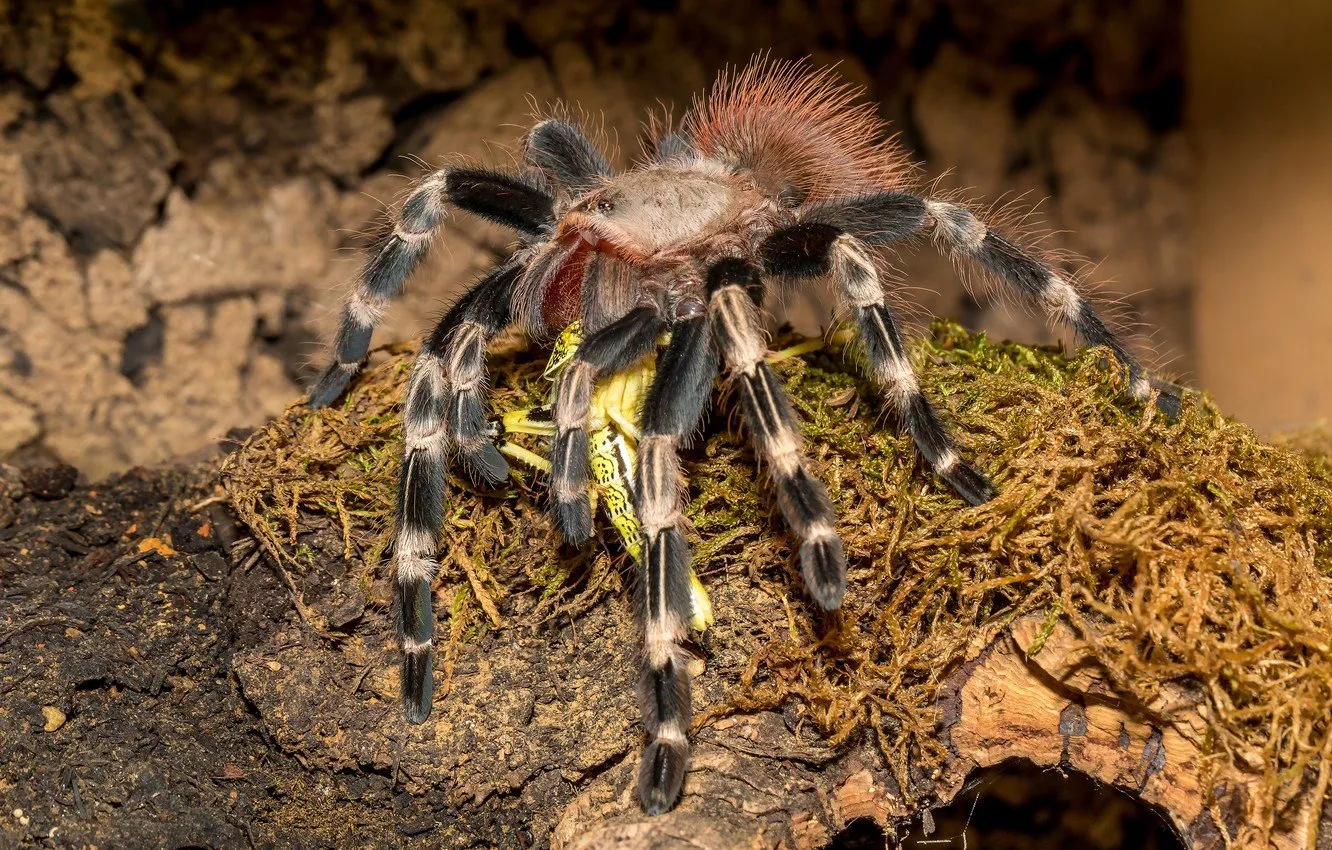 17138 chilean rose tarantula