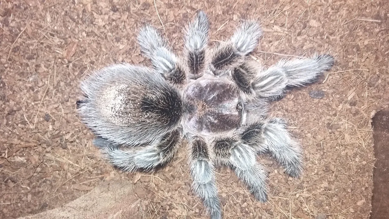 17138 curly hair tarantula