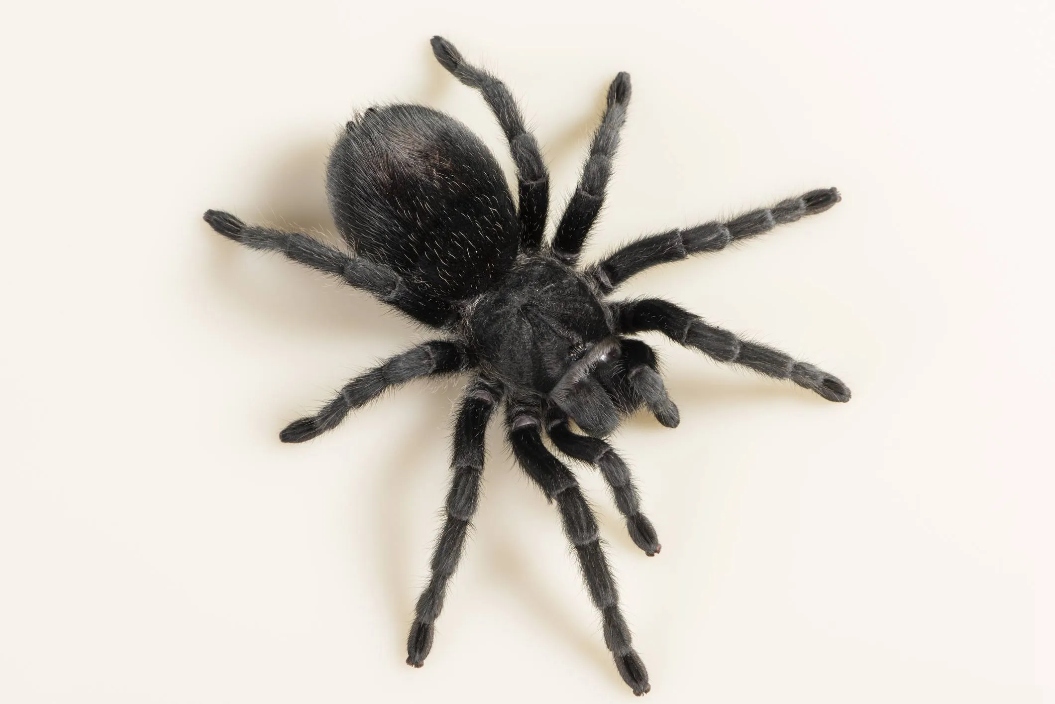 /img/17138-feeding-tarantula.webp