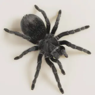 /img/17138-feeding-tarantula.webp