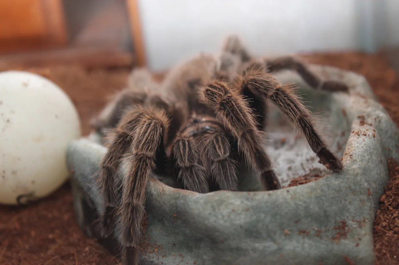 17138 mexican red knee tarantula