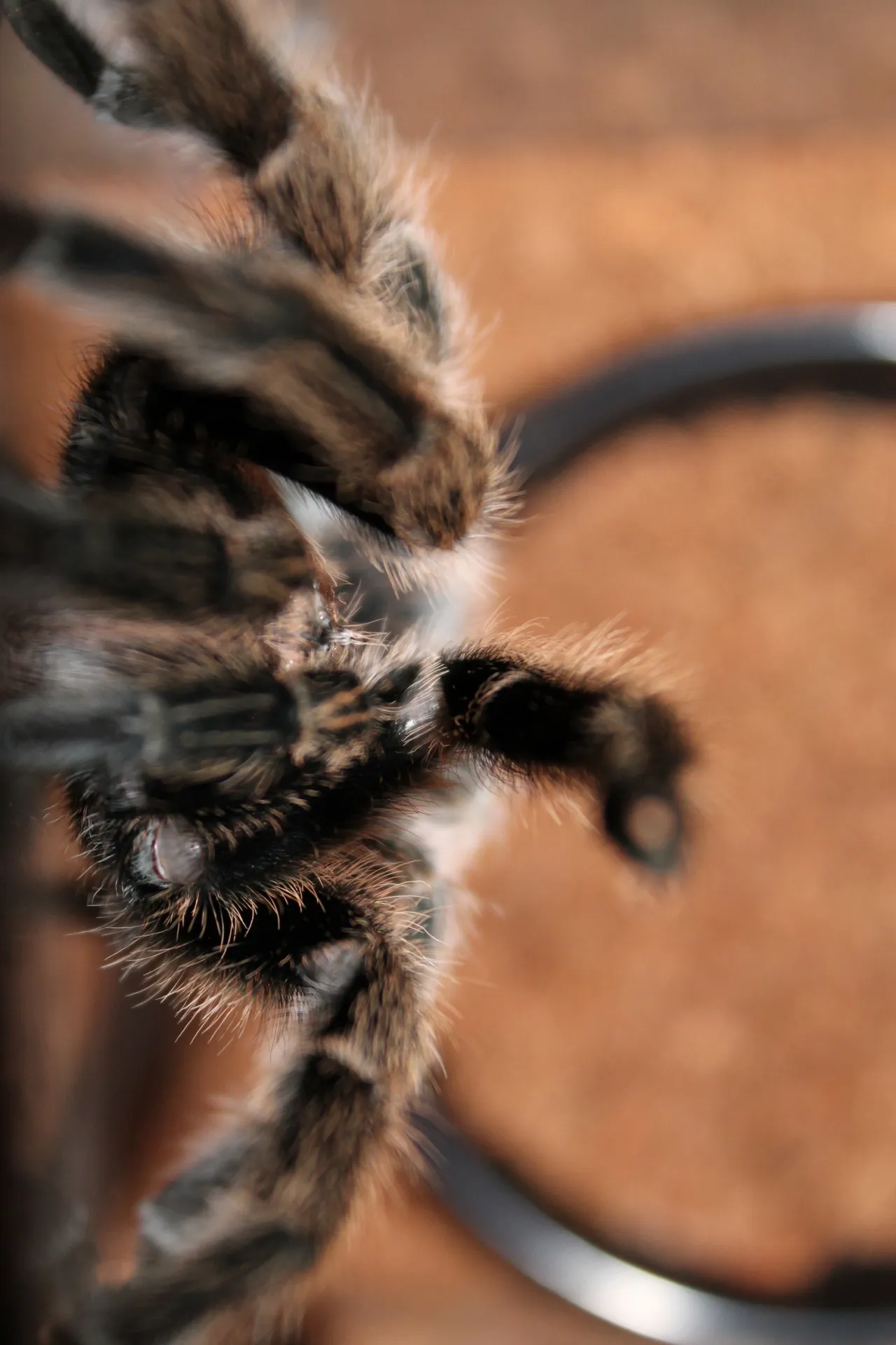 17138 pinktoe tarantula