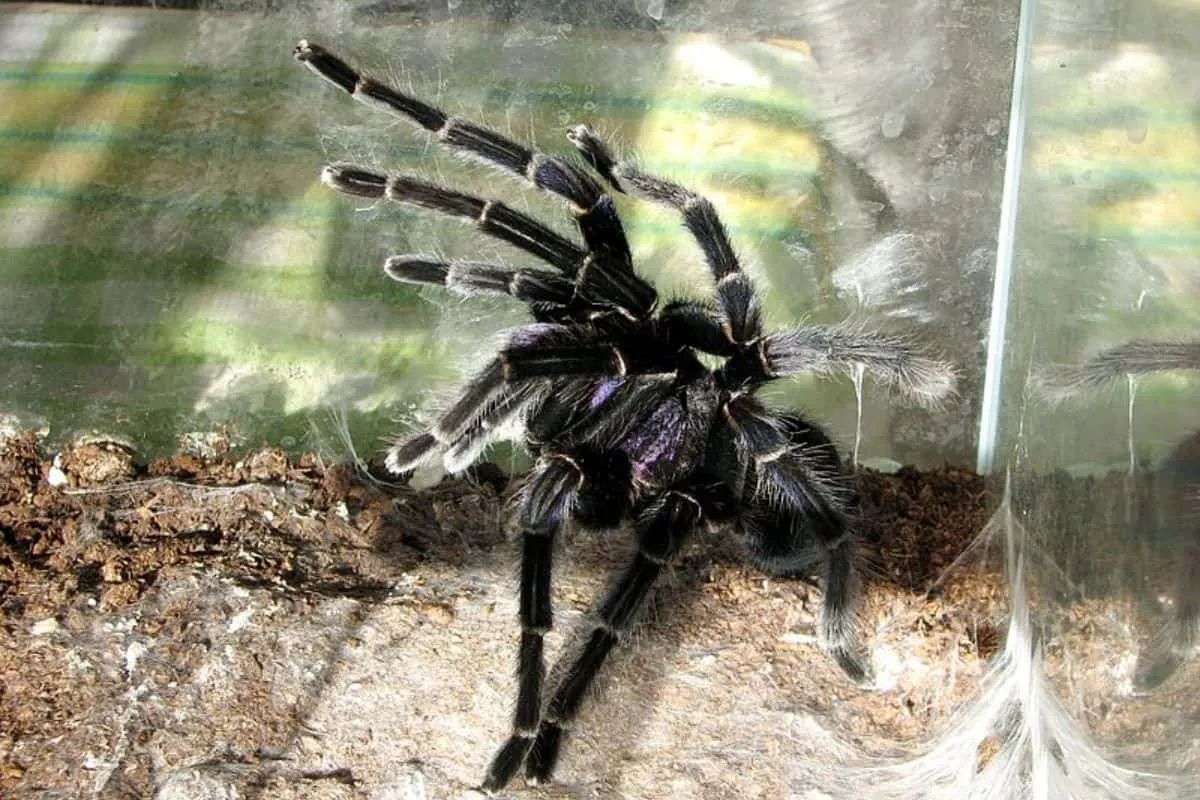 17138 tarantula habitat