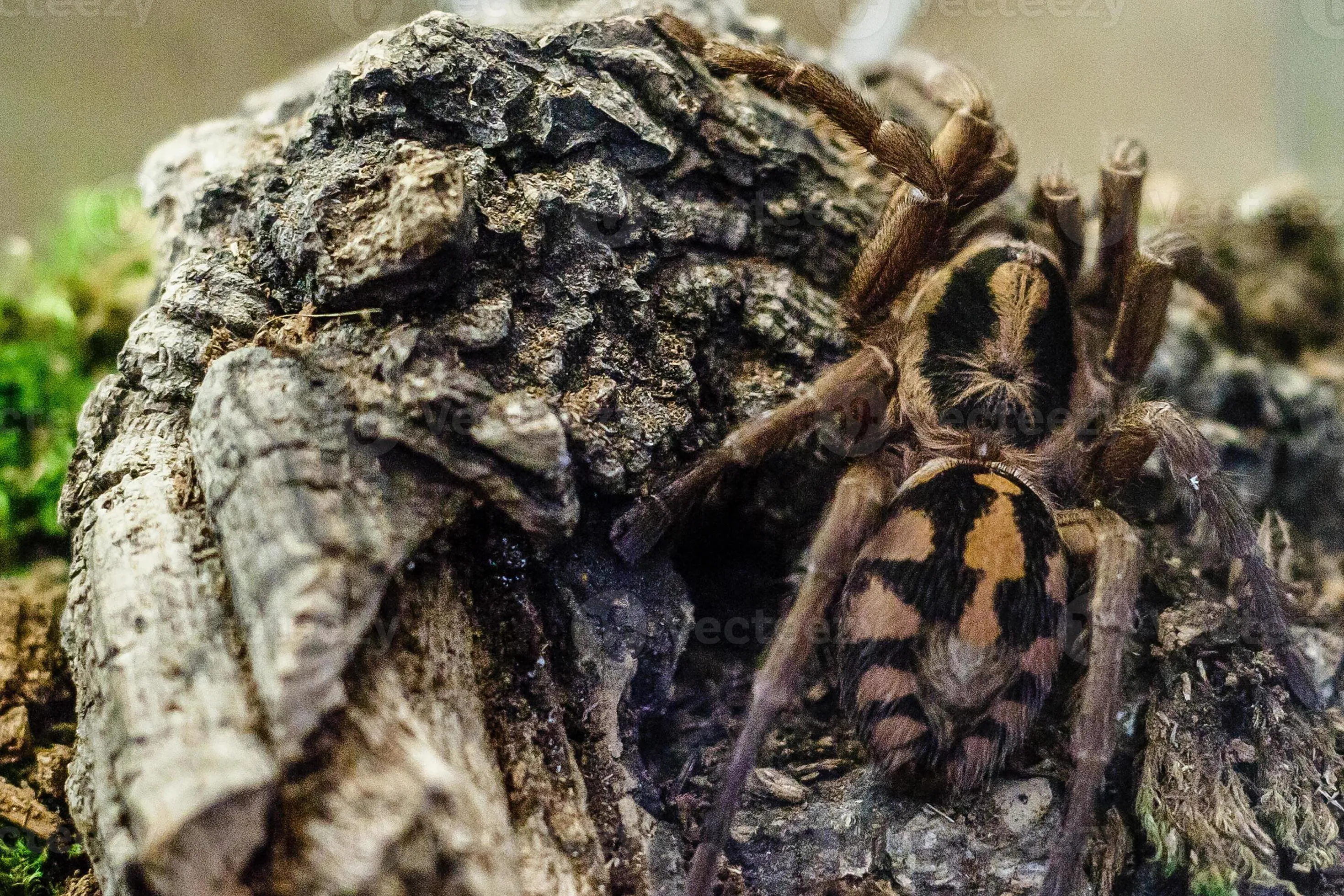 17139 tarantula benefits physical