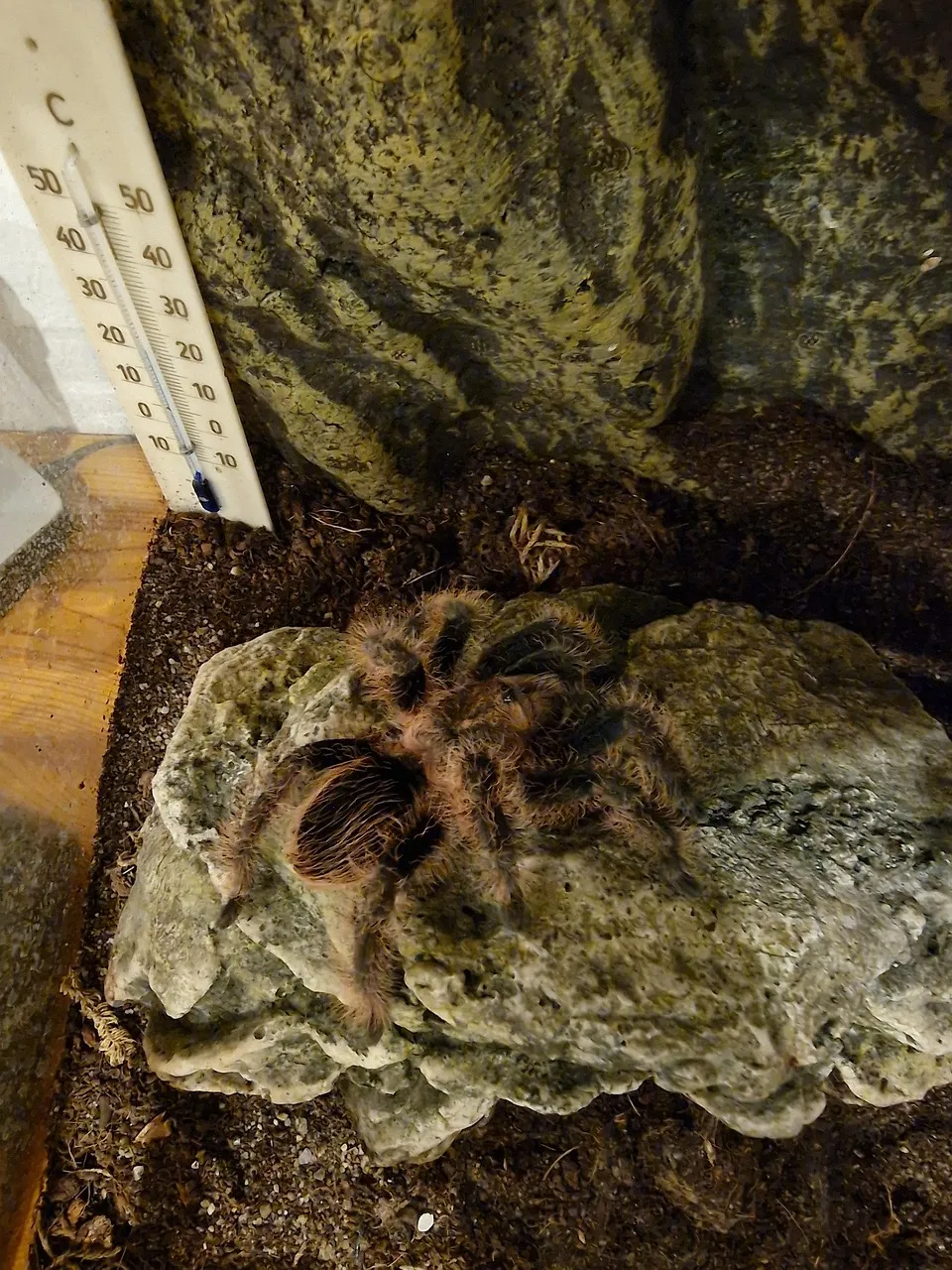 17139 tarantula dosage