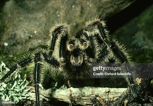 /img/17139-tarantula-high-quality.webp