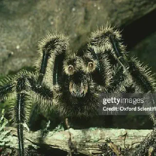 /img/17139-tarantula-high-quality.webp