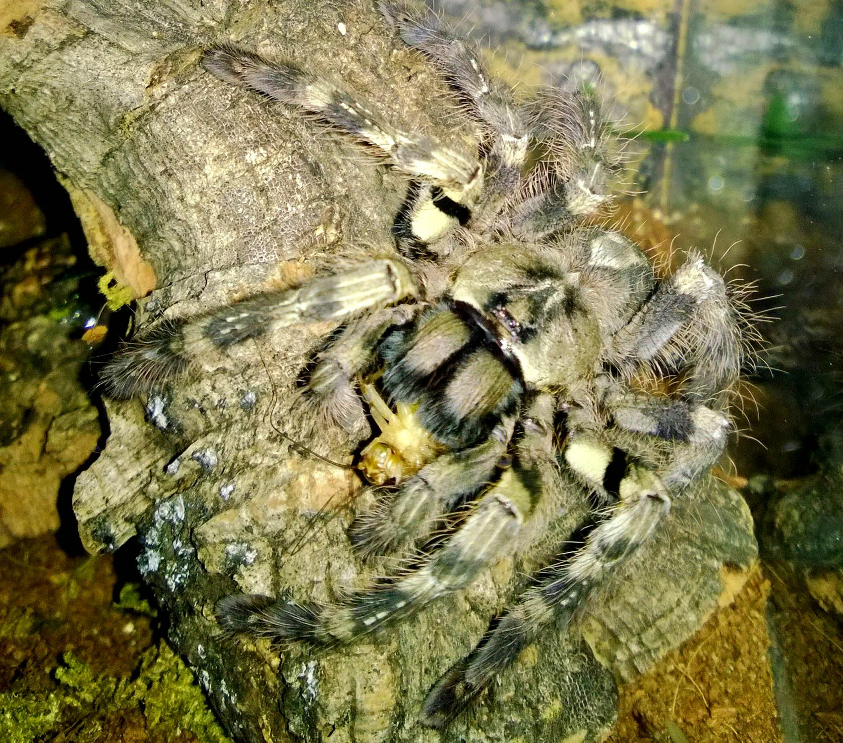 17140 feeding schedule tarantula