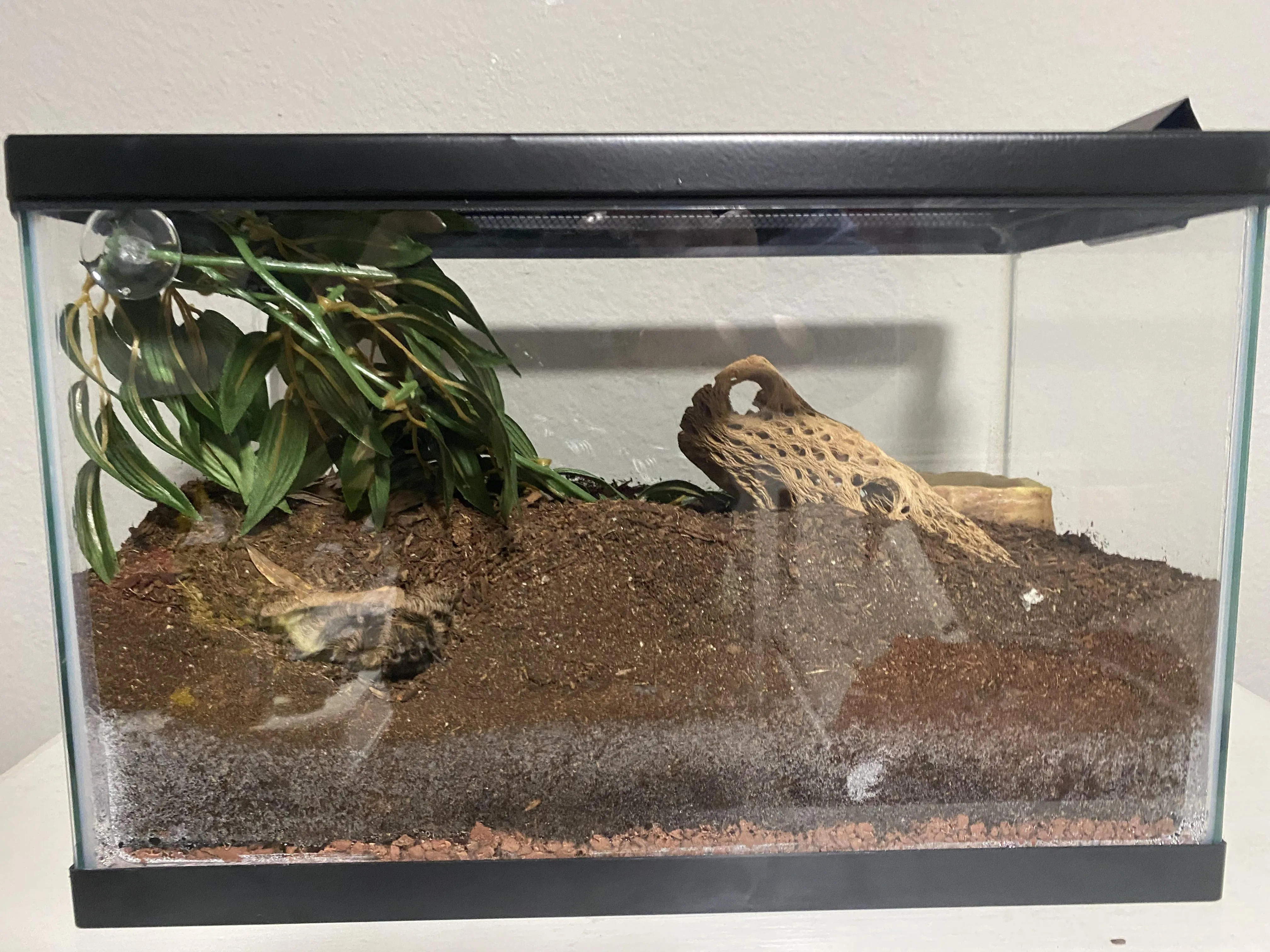 17140 prey size tarantula