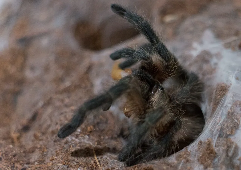 17140 tarantula drinking