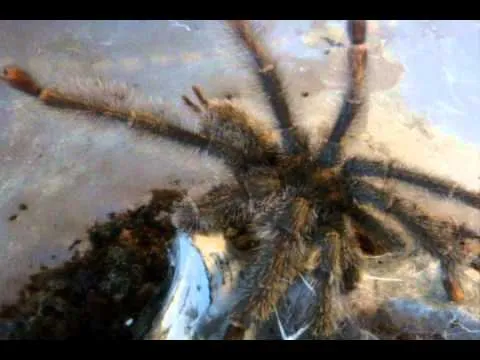 17140 tarantula feeding guide