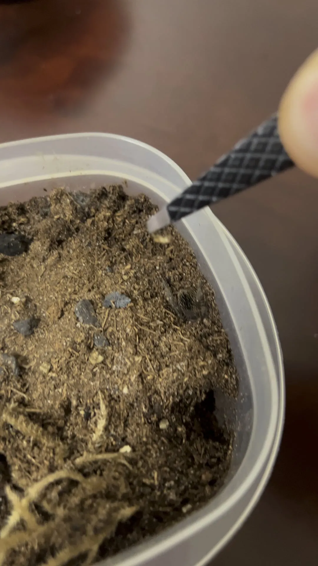 17140 tarantula molting