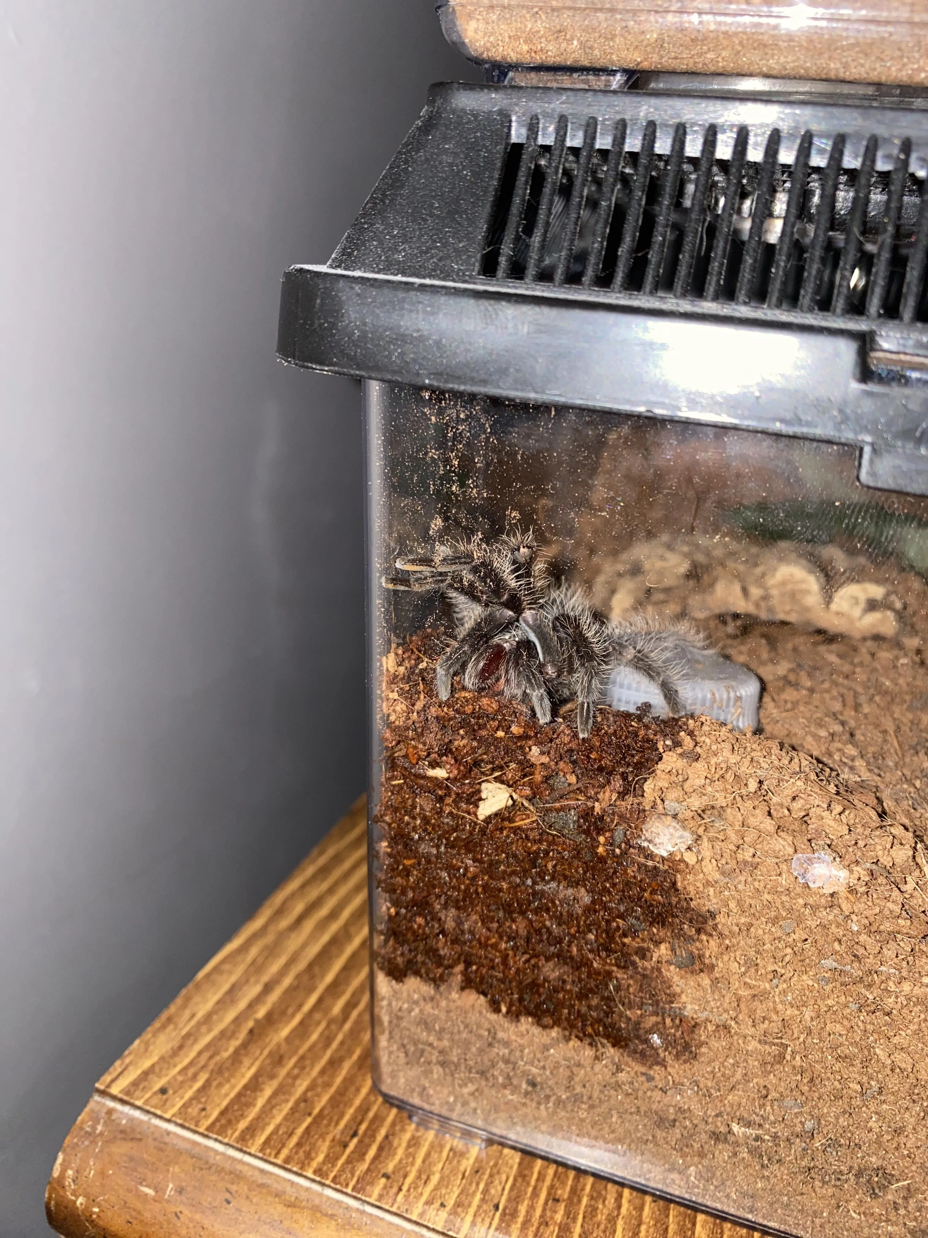 /img/17140-tarantula-not-eating.webp