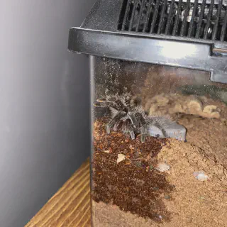 /img/17140-tarantula-not-eating.webp