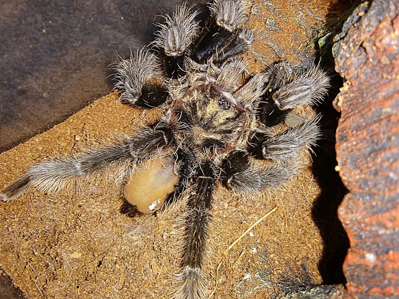 17140 uneaten prey tarantula
