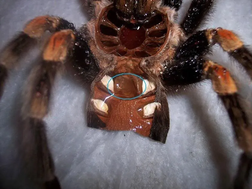 /img/17141-female-tarantula-feeding.webp