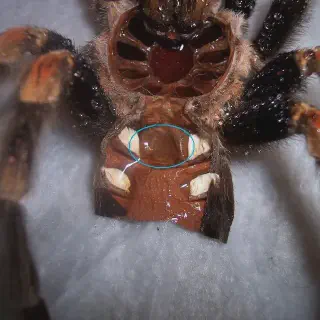 /img/17141-female-tarantula-feeding.webp