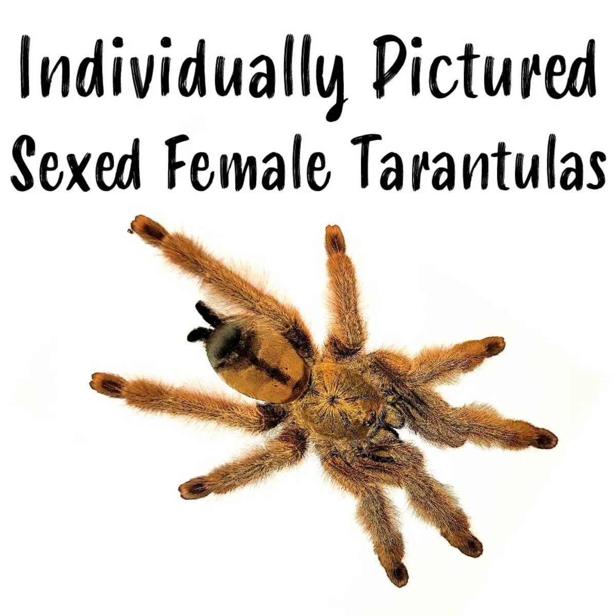 17141 female tarantula habitat