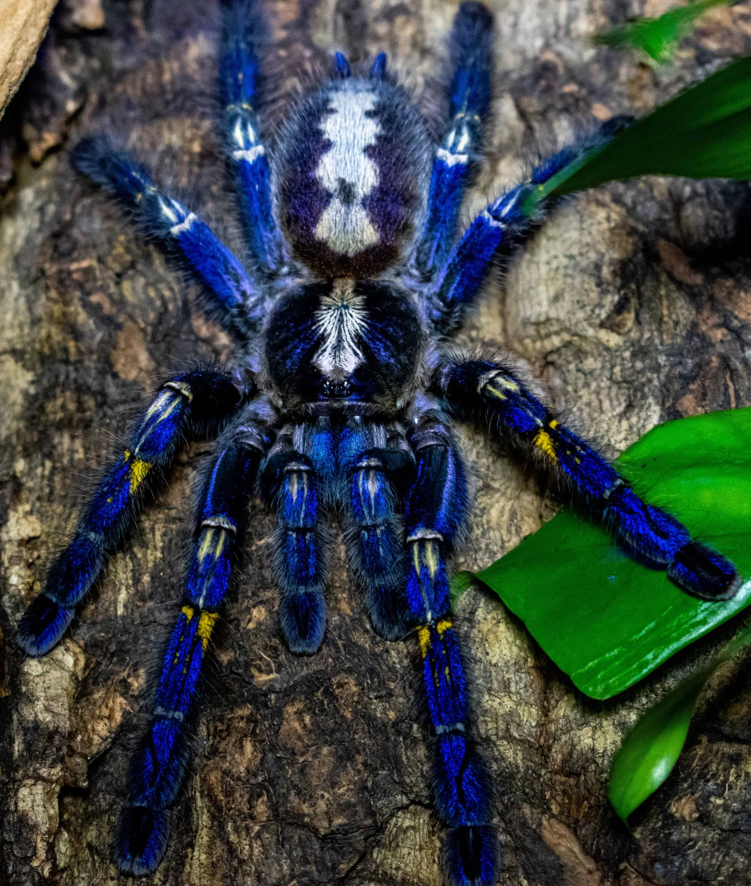 17141 female tarantula lifespan