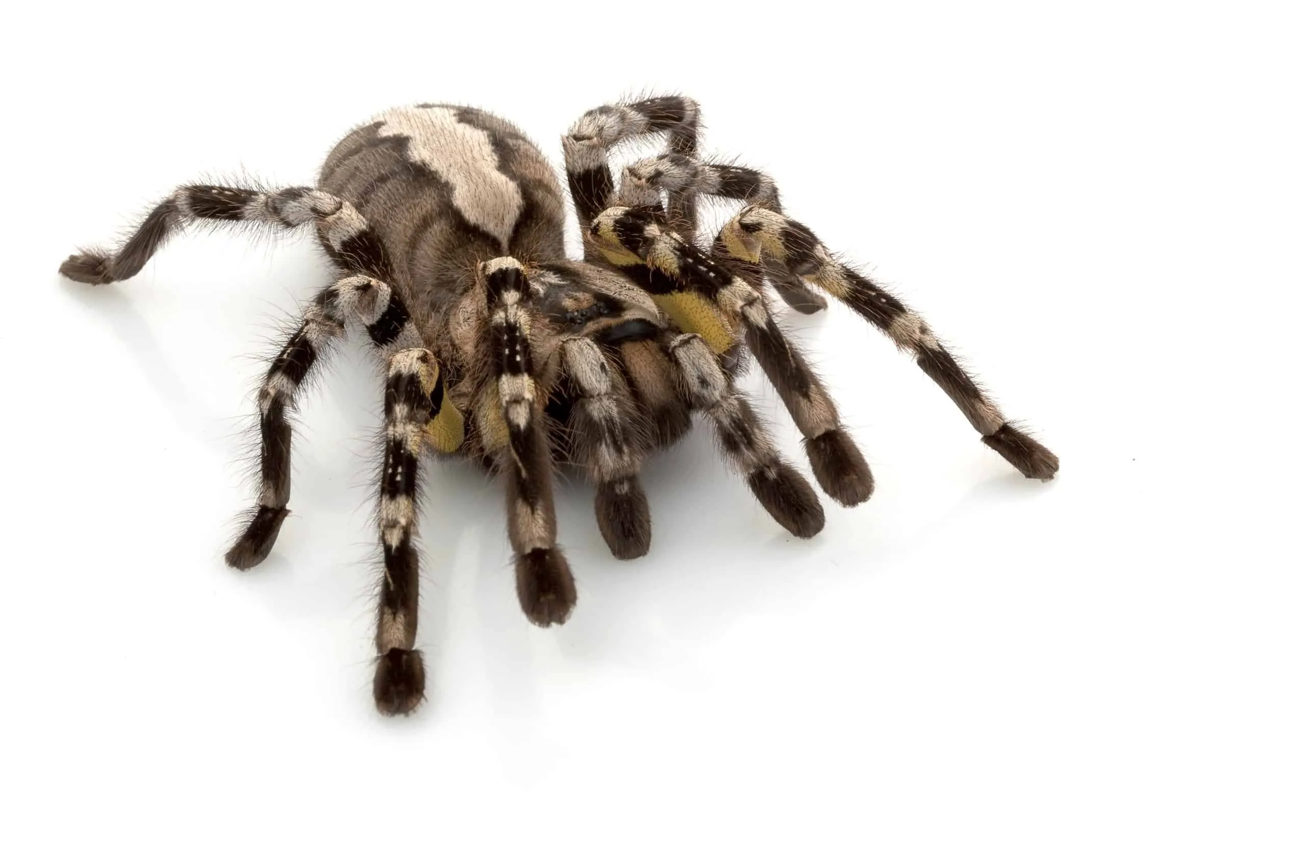 17141 female tarantula mating