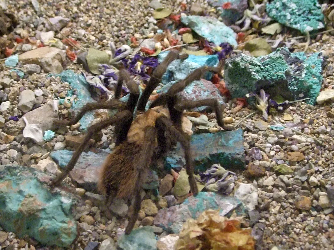 17141 female tarantula size